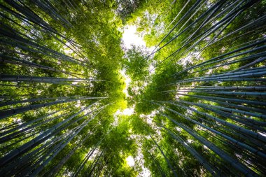 Bambu Grove Arashiyama Kyoto Japonya ormandaki güzel manzara