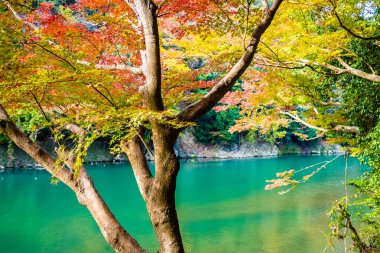 Akçaağaç ağaç yaprak ve sonbahar sezonu Kyoto Japonya göl etrafında tekne ile güzel Arashiyama Nehri
