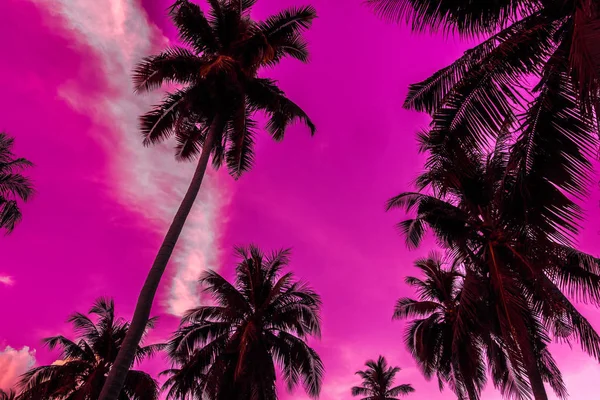 Вид Снаружи Природу Силуэт Кокосовой Пальмы Небе Закате Винтажный Фильтр — стоковое фото