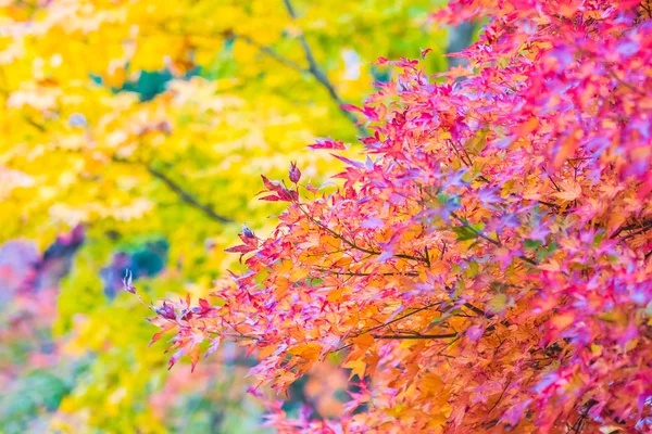 Schönes Rotes Und Grünes Ahornblatt Baum Herbst — Stockfoto