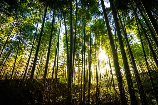 Bela Paisagem Bosque Bambu Floresta Arashiyama Kyoto Japão — Fotografia de Stock