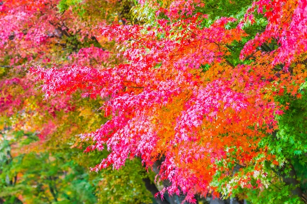 Bella Foglia Acero Rosso Verde Sull Albero Nella Stagione Autunnale — Foto Stock