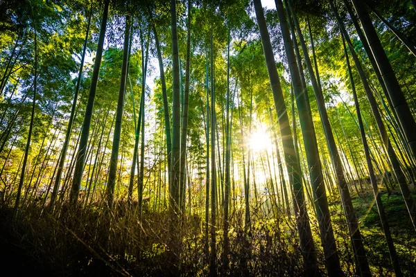 Όμορφο Τοπίο Του Μπαμπού Grove Στο Δάσος Στην Arashiyama Κιότο — Φωτογραφία Αρχείου