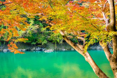 Akçaağaç ağaç yaprak ve sonbahar sezonu Kyoto Japonya göl etrafında tekne ile güzel Arashiyama Nehri
