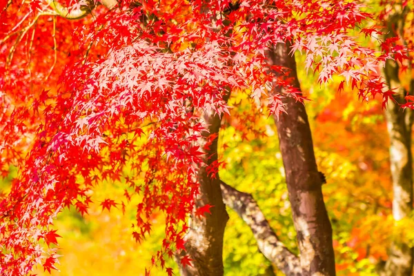 Schönes Rotes Und Grünes Ahornblatt Baum Herbst — Stockfoto