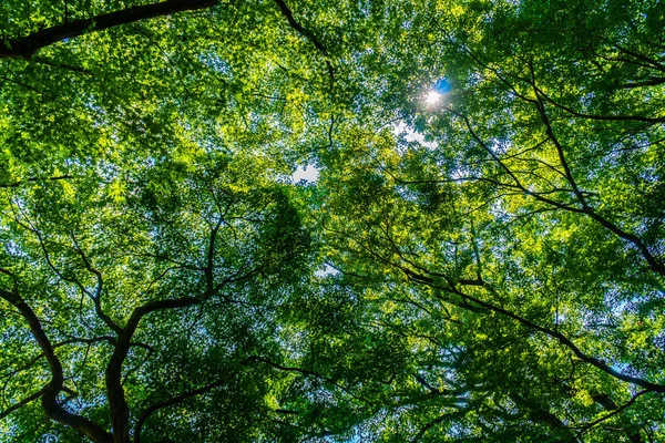 Bel Arbre Vert Tropical Feuille Dans Forêt Avec Lumière Soleil — Photo