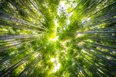 Bambu Grove Arashiyama Kyoto Japonya ormandaki güzel manzara