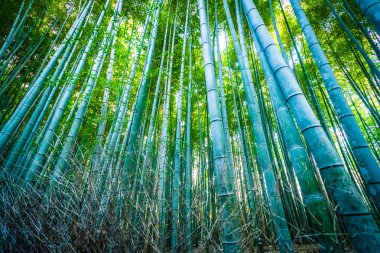 Bambu Grove Arashiyama Kyoto Japonya ormandaki güzel manzara