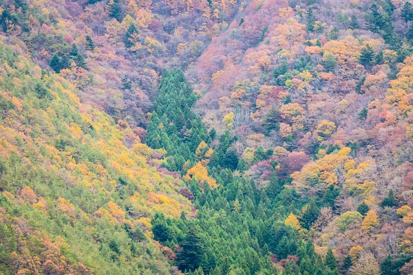 カラフルな葉の周りの秋の山の木の多くの美しい風景 — ストック写真