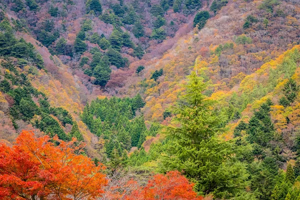 Beautiful Landscape Lot Tree Colorful Leaf Mountain Autumn Season — Stock Photo, Image