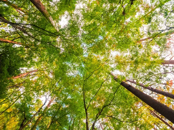 Beau Paysage Grand Arbre Dans Forêt Avec Point Vue Ange — Photo