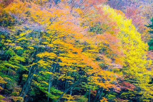 Hermoso Paisaje Montón Árboles Con Hojas Colores Alrededor Montaña Temporada —  Fotos de Stock