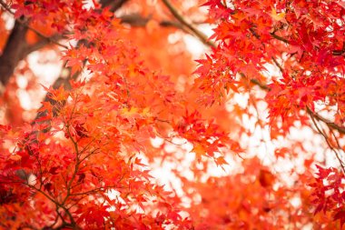 Güzel kırmızı ve yeşil akçaağaç yaprağı ağaç sonbahar sezonu