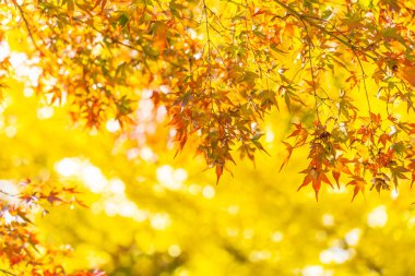 Güzel kırmızı ve yeşil akçaağaç yaprağı ağaç sonbahar sezonu