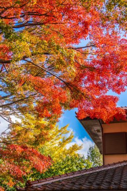 Güzel kırmızı ve yeşil akçaağaç yaprağı ağaç sonbahar sezonu