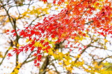 Güzel kırmızı ve yeşil akçaağaç yaprağı ağaç sonbahar sezonu