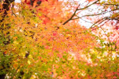 Güzel kırmızı ve yeşil akçaağaç yaprağı ağaç sonbahar sezonu