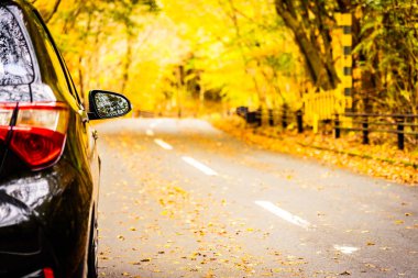 Sonbahar sezonu ağaç ormanı etrafında yolda araba