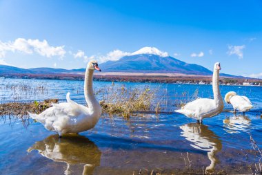 Dağ fuji yamanakako Gölü Japonya çevresinde beyaz kuğu ile güzel manzara