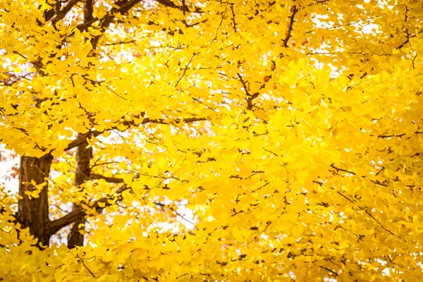 Bela Árvore Folha Ginko Temporada Outono — Fotografia de Stock