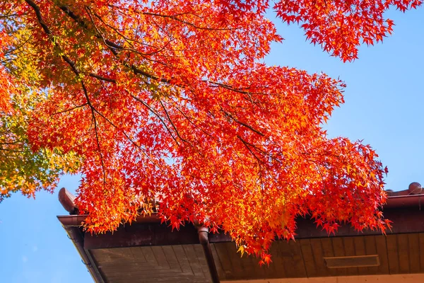 Schöner Roter Und Grüner Ahornbaum Der Herbstsaison — Stockfoto