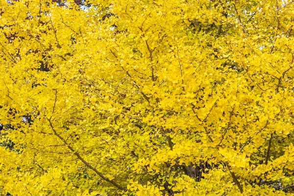 Hermoso Árbol Hoja Ginkgo Amarillo Temporada Otoño — Foto de Stock