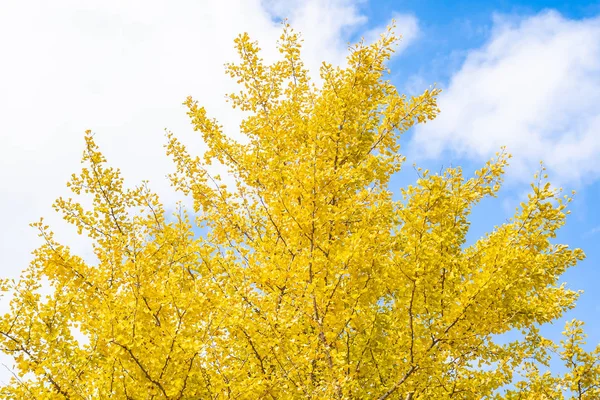 Beautiful yellow ginkgo leaf tree in autumn season
