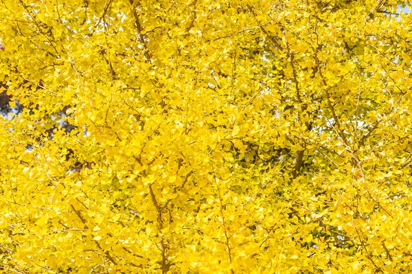 Hermoso Árbol Hoja Ginkgo Amarillo Temporada Otoño —  Fotos de Stock