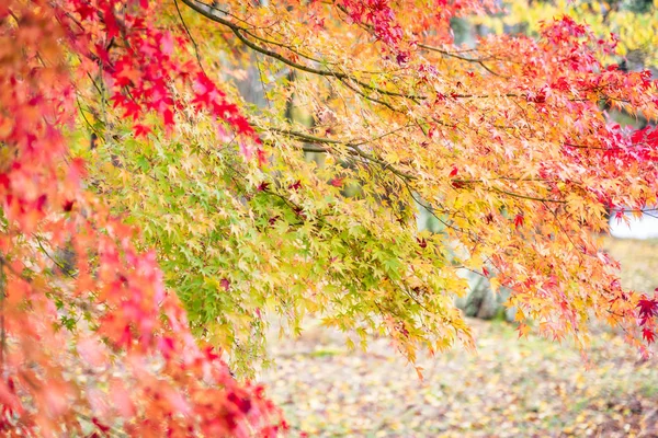 Güzel Kırmızı Yeşil Akçaağaç Yaprağı Ağaç Sonbahar Sezonu — Stok fotoğraf
