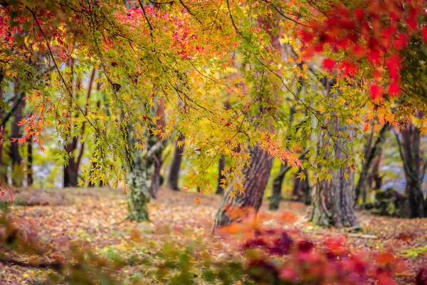 Hermoso Árbol Hoja Arce Rojo Verde Temporada Otoño — Foto de Stock