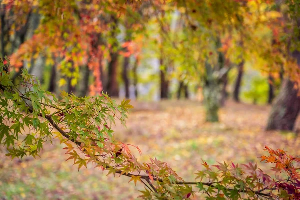 Beautiful Red Green Maple Leaf Tree Autumn Season — Stock Photo, Image