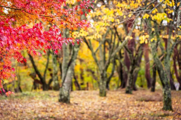 Piękny Czerwony Zielony Liść Klonu Sezonie Jesiennym — Zdjęcie stockowe