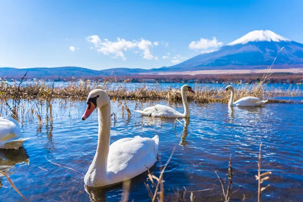 Bellissimo Paesaggio Montagna Fuji Con Cigno Bianco Intorno Lago Yamanakako — Foto Stock