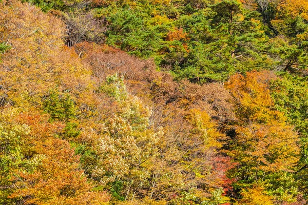 Güzel manzara sonbahar sezonu Japonya akçaağaç ağaç yaprak ile