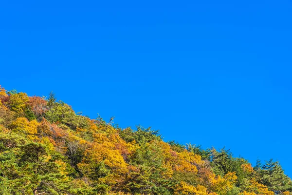 Beautiful Landscape Maple Leaf Tree Autumn Season Japan — Stock Photo, Image