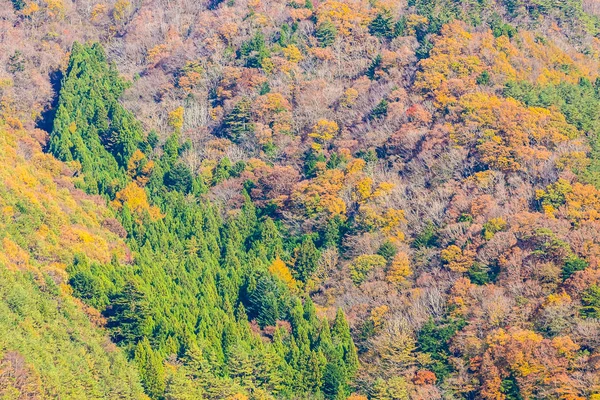 Gyönyörű Táj Maple Leaf Őszi Szezonban Japán — Stock Fotó