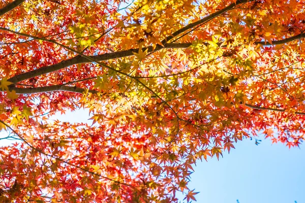 Bela Paisagem Com Árvore Folha Bordo Temporada Outono Japão — Fotografia de Stock