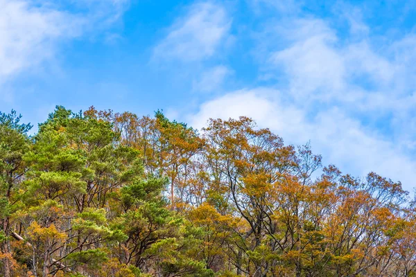 秋天季节与枫叶树美丽的风景日本 — 图库照片