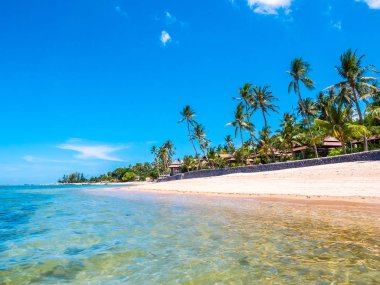 Güzel tropikal plaj ve deniz ile Hindistan cevizi hurma ağacının seyahat ve tatil