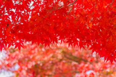 Sonbahar sezonu ağacın güzel kırmızı ve yeşil akçaağaç yaprağı