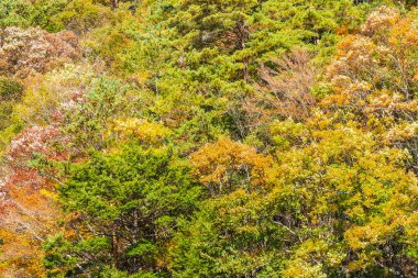 Güzel manzara sonbahar sezonu Japonya akçaağaç ağaç yaprak ile