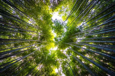 Bambu Grove Arashiyama Kyoto Japonya ormandaki güzel manzara