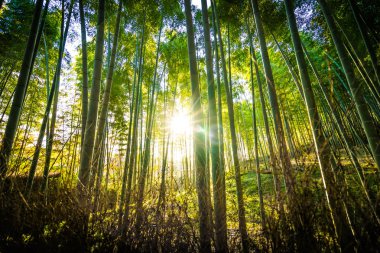 Bambu Grove Arashiyama Kyoto Japonya ormandaki güzel manzara