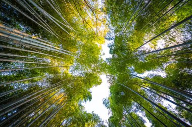Güzel bambu grove ağaç arashiyama alan Kyoto Japonya