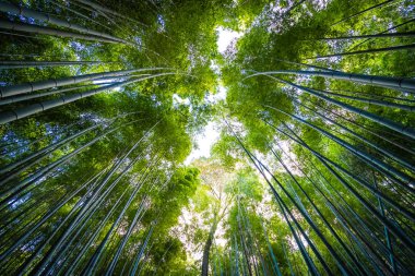 Güzel bambu grove ağaç arashiyama alan Kyoto Japonya