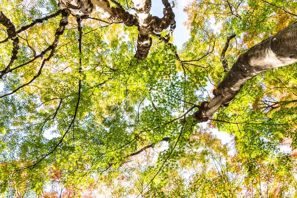 Beautiful Red Green Maple Leaf Tree Autumn Season — Stock Photo, Image