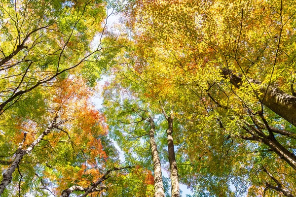 Belle Feuille Érable Rouge Verte Automne — Photo