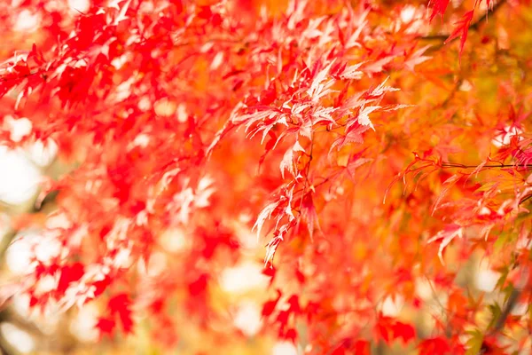 Schöner Roter Und Grüner Ahornbaum Der Herbstsaison — Stockfoto