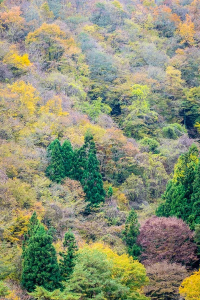 美丽的风景很多树与五颜六色的叶子在山附近在秋天季节 — 图库照片