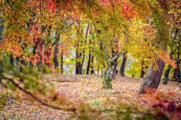 Beautiful Red Green Maple Leaf Tree Autumn Season — Stock Photo, Image